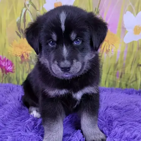 Black Colored Goberian Puppy From Washington