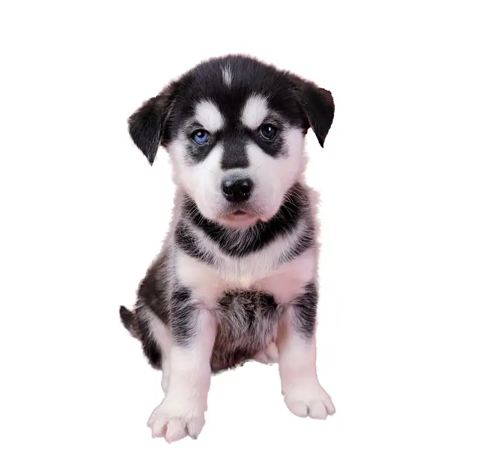 Washington Goberian Puppies For Sale