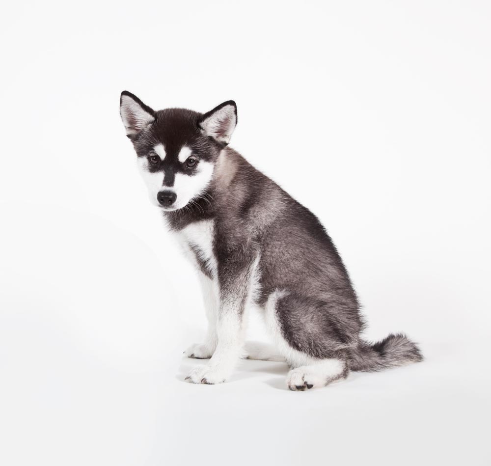 can a alaskan klee kai and a carolina dog be friends