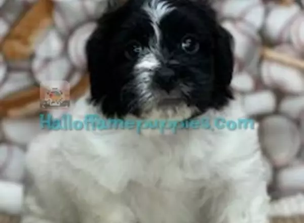 Shihpoo - Mickey