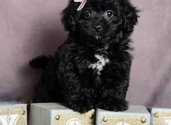 Shihpoo - Trixie