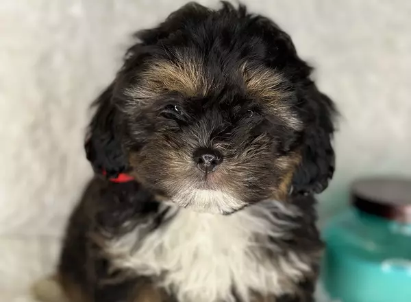 Shihpoo - Darla