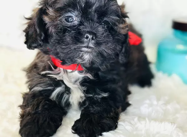 Shihpoo - Tiny Dixie