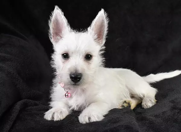 West Highland White Terrier - Fiona