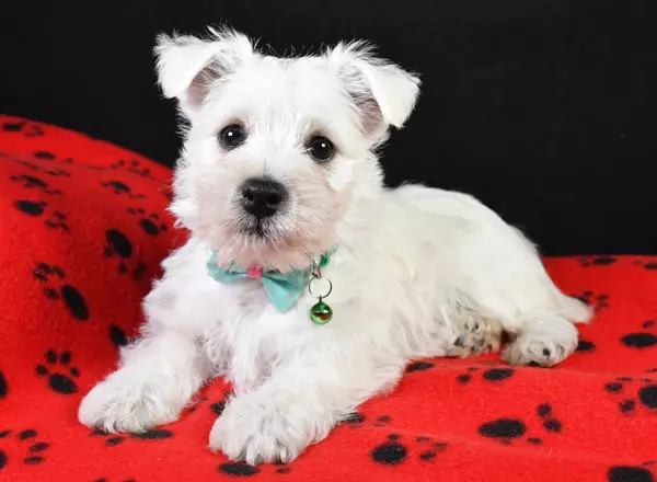 West Highland White Terrier - Rizzo