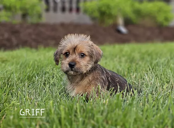 Shorkie - GRIFF