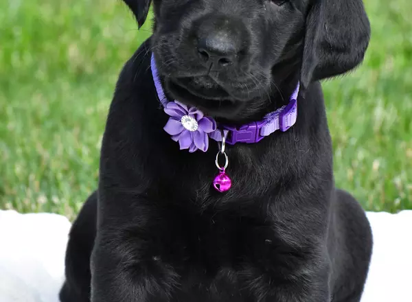 Labrador Retriever - Black - Isabella