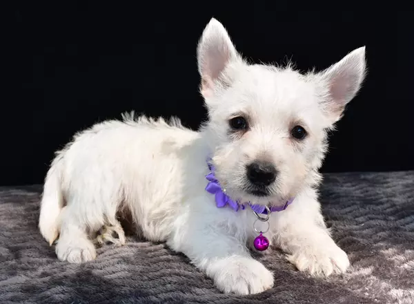 West Highland White Terrier - Nicole