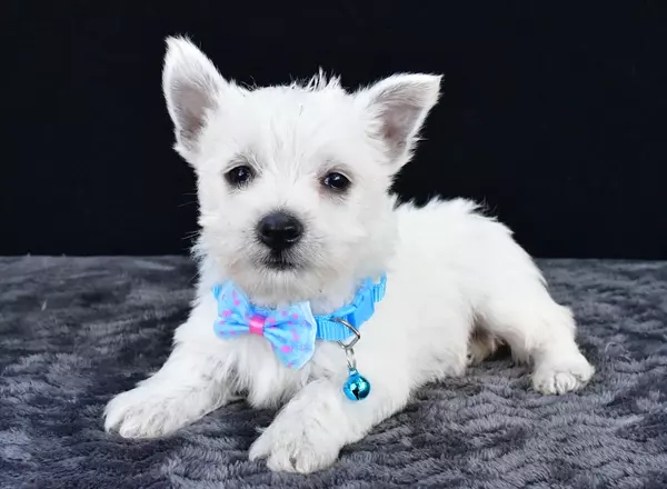West Highland White Terrier - Nash