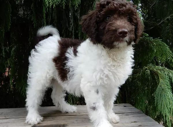 Labradoodle-Standard - Ralph