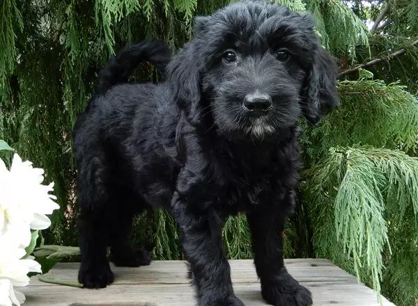 Labradoodle-Standard - Rover