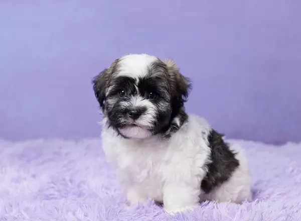 Havanese - FELIX