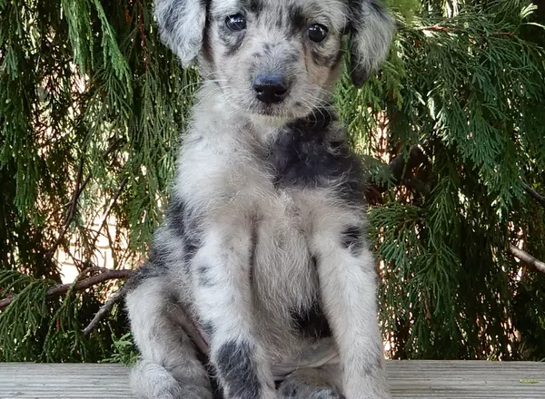 Labradoodle-Standard - Darla