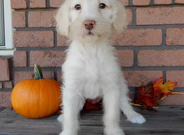 Labradoodle-Standard - Dixie