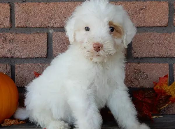 Labradoodle-Standard - Dash