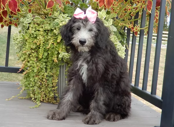 Sheepadoodle - Samantha (medium)