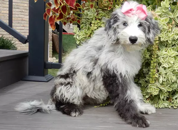 Sheepadoodle - Holly (medium)