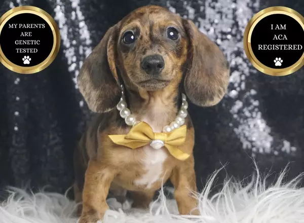 Dachshund - Spottie