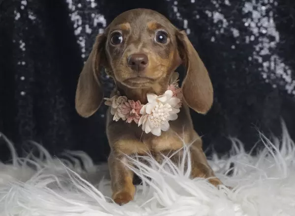 Dachshund - Coco