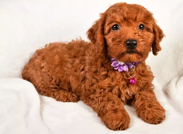 Miniature Poodle - Wonder