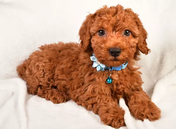 Miniature Poodle - Wren