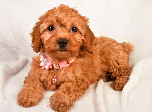 Miniature Poodle - Winnie