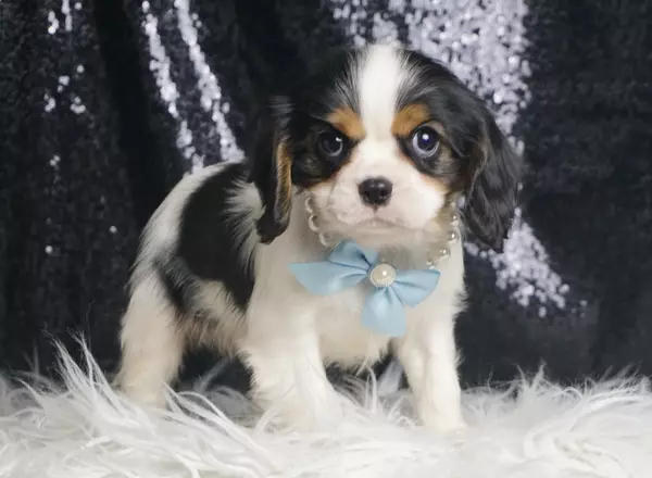 Cavalier King Charles Spaniel - Titus