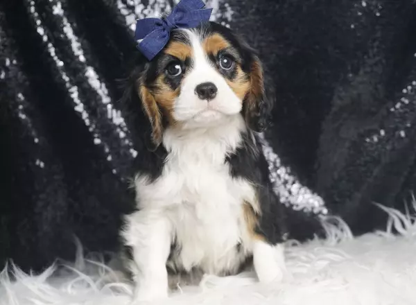 Cavalier King Charles Spaniel - Trophy