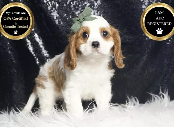 Cavalier King Charles Spaniel - Macho