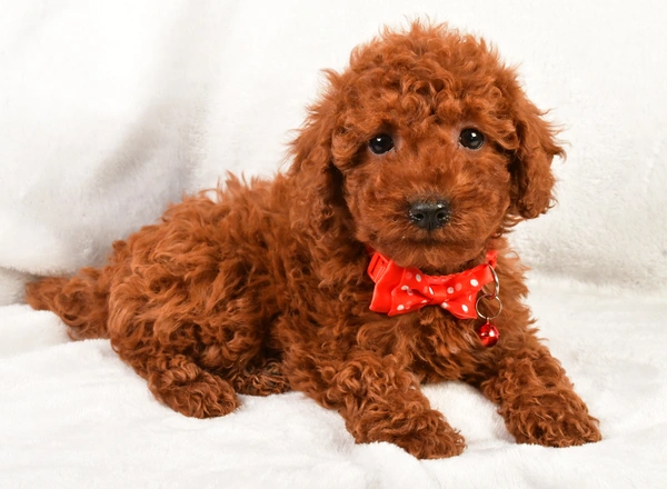 Miniature Poodle - Echo