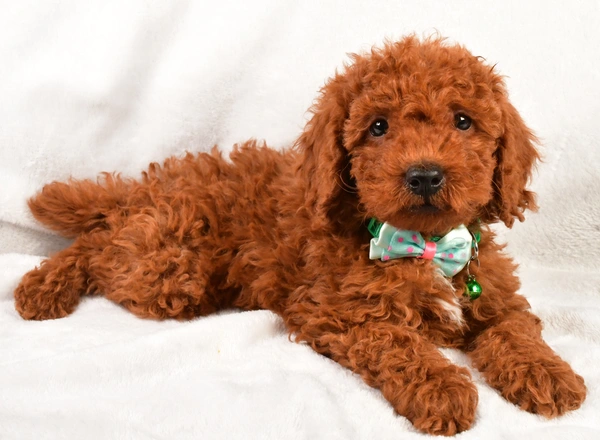 Miniature Poodle - Earl