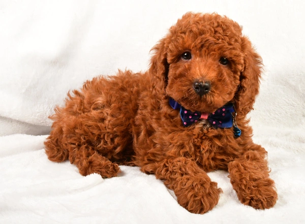 Miniature Poodle - Elmo