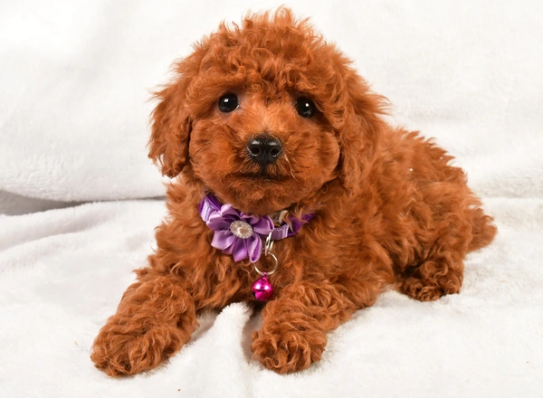 Miniature Poodle - Eva