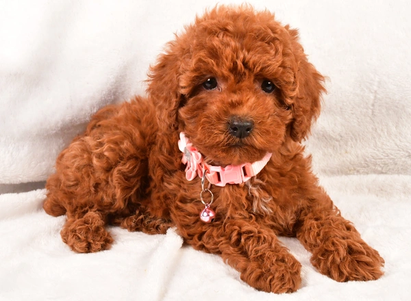 Miniature Poodle - Emily