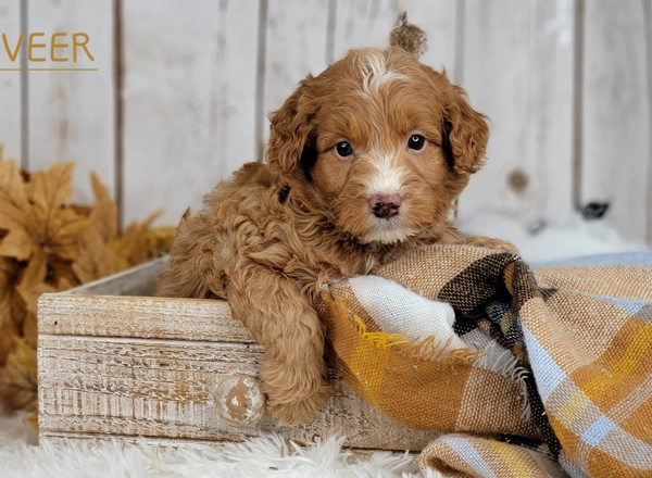 Mini Aussiedoodle - VEER