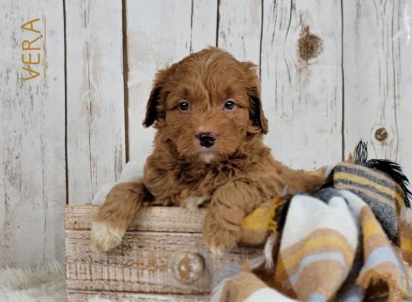 Mini Aussiedoodle - VERA