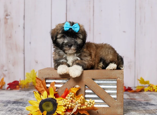 Havanese - LIAM