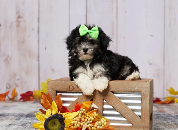 Havanese - LOGAN