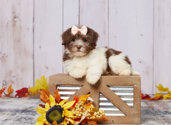 Havanese - LAINEY