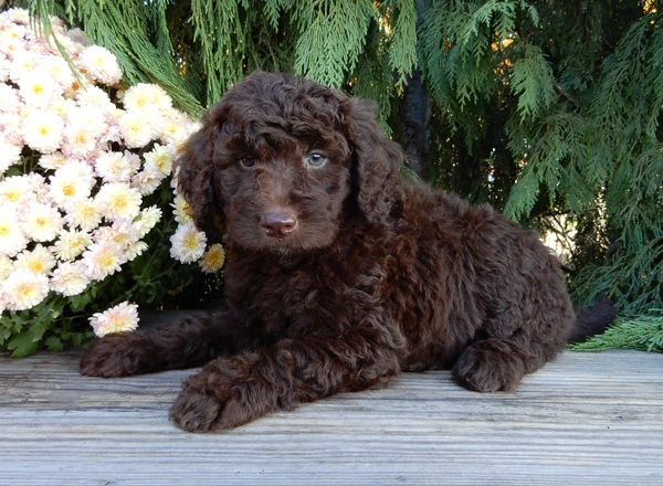 Labradoodle-Standard - Ruby