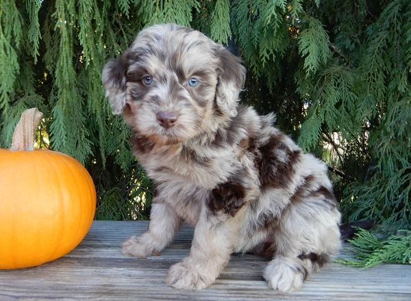 Labradoodle-Standard - Rosa