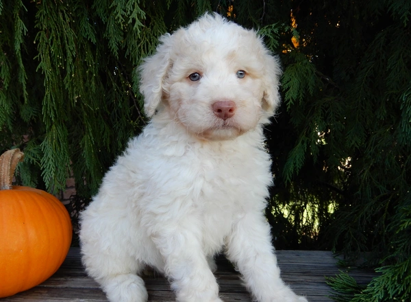 Labradoodle-Standard - Remi