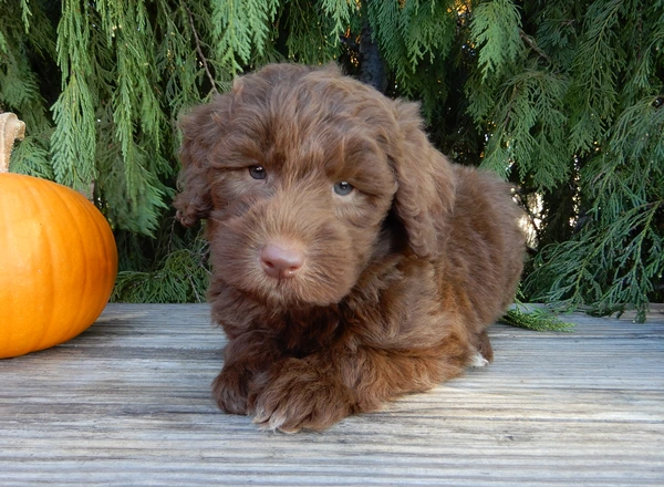 Labradoodle-Standard - Dallas