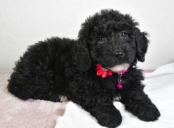 Mini Labradoodle - Alisha