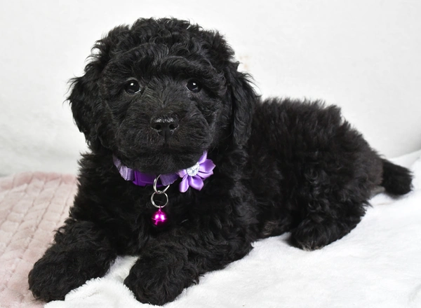 Mini Labradoodle - Allie