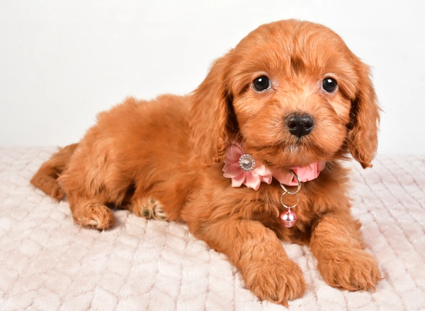 Cavapoo - Cassie