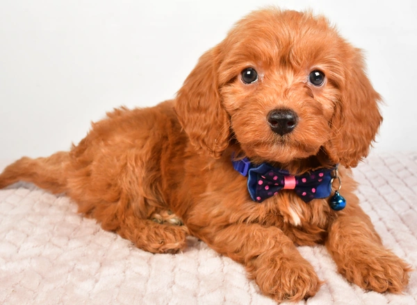 Cavapoo - Calin