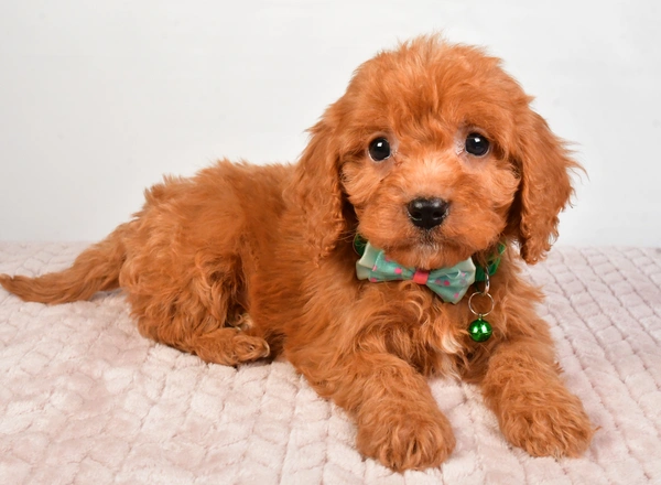 Cavapoo - Chance