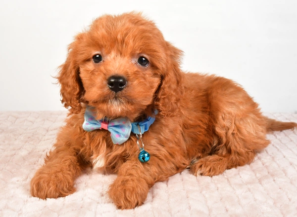 Cavapoo - Cody