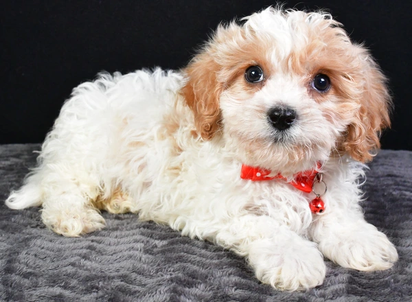 Cavachon - Wyatt